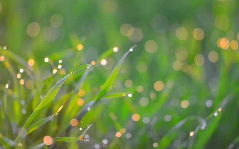 Morgen Ritual Tautreten