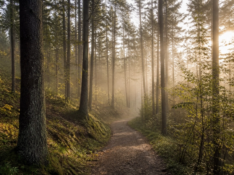 Ein einsamer Pfad durch hohen Wald im weichen Morgenlicht — Atmosphäre eines kontemplativen Yoga-Retreats bei Sinnfragen