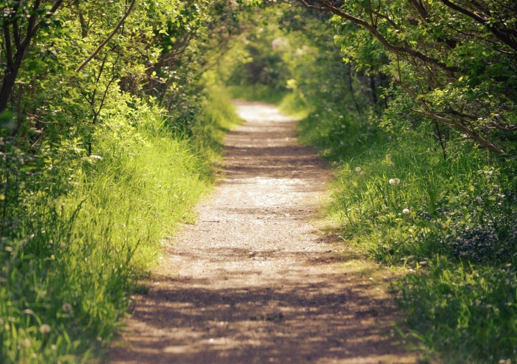Entspannungstechniken im Überblick: Die wirksamsten Methoden für innere Ruhe 4 Sonniger Waldweg zwischen Gras und Bäumen als Ort für Waldbaden und Entspannung in der Natur